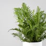 Helecho Blechnum gibbum Helecho 'Silver Lady'