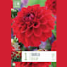 Bulbos de Dahlia 'Red Cap'