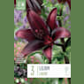 Bulbos Lilium landani rojo 3uds