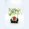 Tomate montserrat - Pack de 6 plantas de huerto