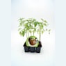 Tomate negro - Pack de 6 plantas de huerto