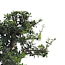 Bonsai Olivo silvestre (Olea oleaster)