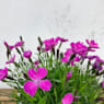 Clavel (dianthus kahori)