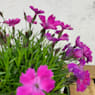 Clavel (dianthus kahori)