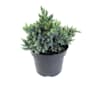 Juniperus blue star