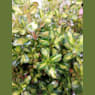 Coprosma lemon and lime