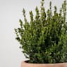 Boj arbusto (Buxus microphylla 'Faulkner')