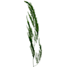 Asparagus setaceus (Esparraguera plumosa)