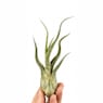 Tillandsia caput medusae