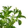 Stevia rebaudiana - Planta aromática