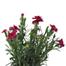 Clavel (dianthus pink kisses)