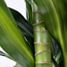 Dracaena fragrans 'Hawaiian Sunshine'