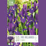 Bolsa 10 bulbos iris hollandica purple sensation