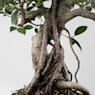 Bonsai Higuera de la India (Ficus retusa)