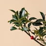 Acebo (Ilex aquifolium Alaska)