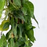 Hiedra "Sagittifolia" (hedera helix)