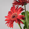 Gerbera en varios colores