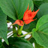 Salvia splendens