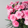 Clavel - Dianthus caryophyllus 'Ten Nelke'