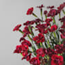 Clavel - Dianthus caryophyllus 'Ten Nelke'