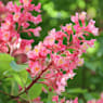 Aesculus x carnea 'Briotii' (Castaño de las indias rojo)