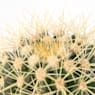 Cactus asiento de suegra (echinocactus grusonii)