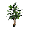 Aspidistra artificial