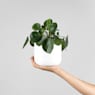 Pilea peperomioides