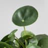 Pilea peperomioides