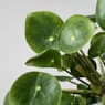 Pilea peperomioides