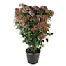 Viburnum tinus "Eve Price"