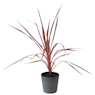 Dracaena indivisa pink passion (cordyline australis pink passion)