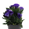 Lisianthus