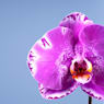 Orquídea Premium Phalaenopsis 'Singolo' morada