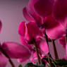 Cyclamen rosa