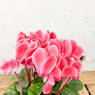 Cyclamen flameado