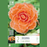 Bulbos begonia lace apricot naranja 2uds