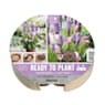 Bulbos Zantedeschia y Liatris 19uds