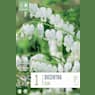 Bulbos Dicentra spectabilis alba 1ud