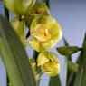 Orquídea Cymbidium (3-4 varas)