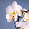 Orquídea Phalaenopsis London (2 varas)