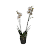 Orquídea de colección zamora