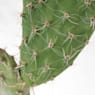 Opuntia microdasys