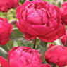 Peonia china (paeonia lactiflora)