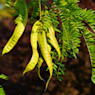 Gleditsia triacanthos sunburst ramificado