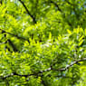 Gleditsia triacanthos sunburst ramificado