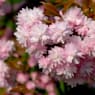 Prunus Serrulata "Kiku-Shidare-Zakura"