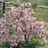 Prunus Serrulata "Kiku-Shidare-Zakura"