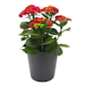 Hortensia de exterior roja (flor temprana)