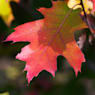 Roble americano (quercus rubra)